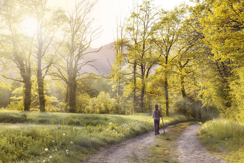 A serene scene of a person walking on a forest path surrounded by sunlit spring trees.
