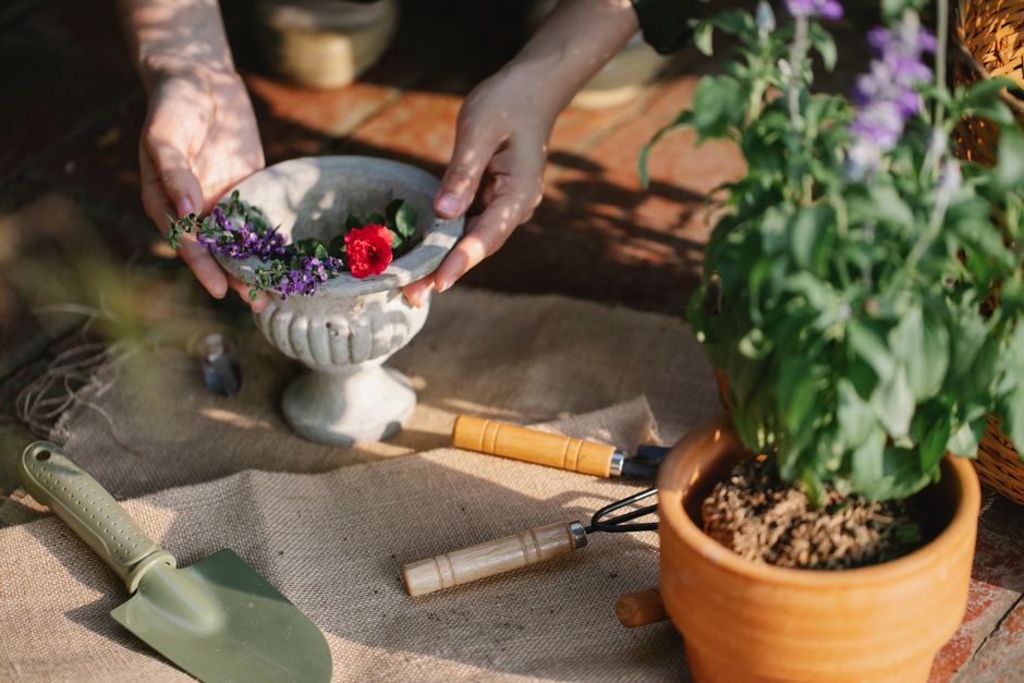 From above of crop anonymous gardener with instruments placed near salvia and rose in pot working in greenhouse