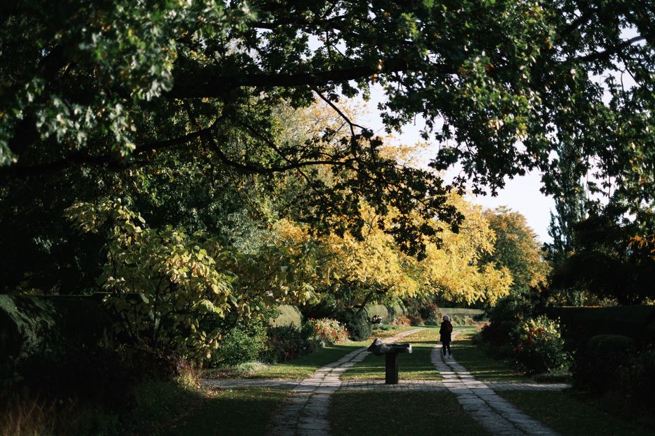 A lone person walking on a scenic forest pathway surrounded by lush green trees in daylight.