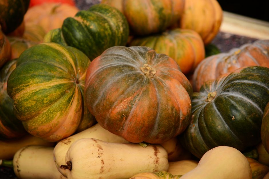 A vibrant collection of pumpkins and squash showcasing autumn's bounty.